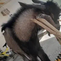 کهره نر|حیوانات مزرعه|خورموج, |دیوار