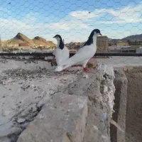 یک جفت نرو ماده