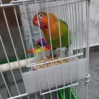 طوطی برزیلی نژاد فیشر به همراه وسایل|پرنده|پاکدشت, پاکدشت (مامازند)|دیوار