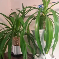 گل سوسن بزرگ باگلدان بزگ ۲ عدد