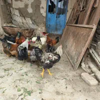 خروس|حیوانات مزرعه|خوسف, |دیوار