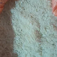 برنج شیرودی