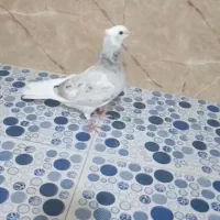 هما سرور ماده
