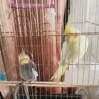 فروش