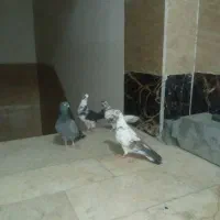 کفتر کامل سالم