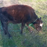 فروش گاو لیشه