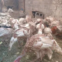 بقلمون