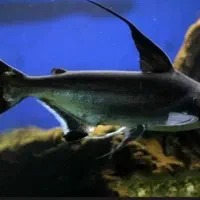 پنکوسی شکاری