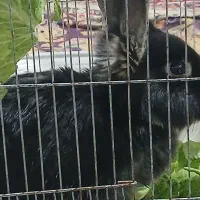 خرگوش اهلی بزرگ