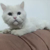 واگذاری گربه پرشین