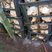 کلم برای دام