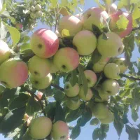 باغ-1000-متری-در-اولین-فلکه-شبستر