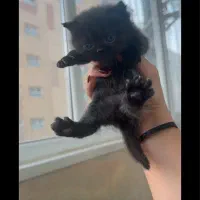 گربه اسکاتیش ،پرشین|گربه|تبریز, |دیوار