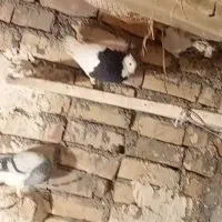 طوقی سیاه|پرنده|بوئین زهرا, |دیوار