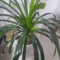 پاندانوس زیبا