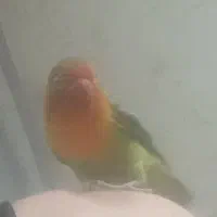 کوتوله برزیلی گمشده