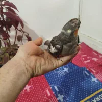 فروش دو عدد عروس هلندی