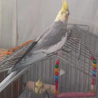 سه عددعروس هلندی