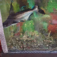 آکواریوم وماهی باتمام وسایل|ماهی|ورامین, ورامین|دیوار