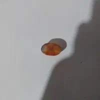 سنگ باباقوری دو چشم