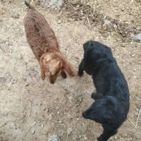 دوتا بزغاله ماده