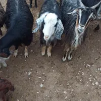 مال جوان برای نگهداری|حیوانات مزرعه|قم, امامزاده ابراهیم|دیوار