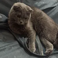 گربه اسکاتیش فولد اصل چشم نارنجی|گربه|کرمان, |دیوار