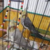 یک جفت طوطی عروس  نر سخنگو  یک میلیون