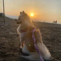 پامر|سگ|کرج, شاهینویلا|دیوار