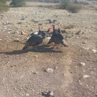 بوقلمون نر ماده جفتی ۴تومن