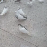 کبوترجوجه کبوتر طوقی وچادری نژاد اصل