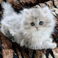 بریتیش بلو شجره‌دار|گربه|اراک, |دیوار