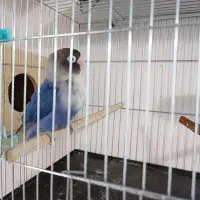 طوطی برزیلی ماده