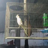 پرنده خانگی|پرنده|مهدی شهر, |دیوار