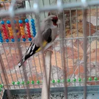 سره سقا. نردوساله|پرنده|کرمان, |دیوار