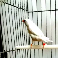 فنچ بنگالی پرستار مولد بشرط