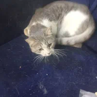 گربه برتیشی برای واگزاری