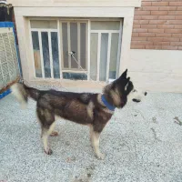 سگ هاسکی|سگ|یزد, |دیوار