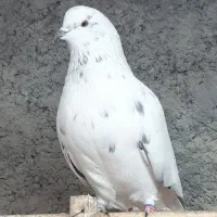 پرنده لطفا متن بخونید