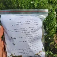 رزماری خانگی|گل و گیاه طبیعی|رشت, منظریه|دیوار