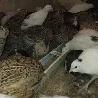 بلدرچین فروشی