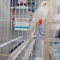 عروس هلندی نر لوتینو