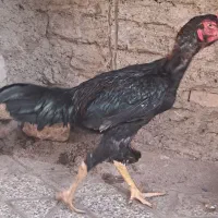 خروس لاری افغان