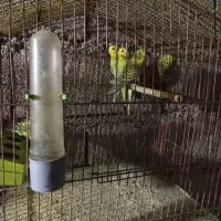 پنج عددمرغ عشق دونه ای سیصدهزار تومان