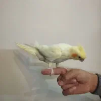 جوجه عروس سه ماهه