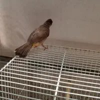 سهره اهوازی.جوجه شاه تخم