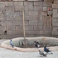 کفتر|پرنده|زرند, |دیوار