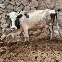 گاو زائده گوساله نر