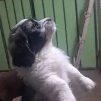 واگذاری سگ دوست داشتنی