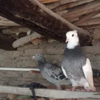 کفتر|پرنده|سبزوار, قصبه شرقی|دیوار